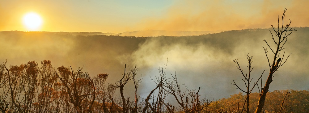 landscape of bushland